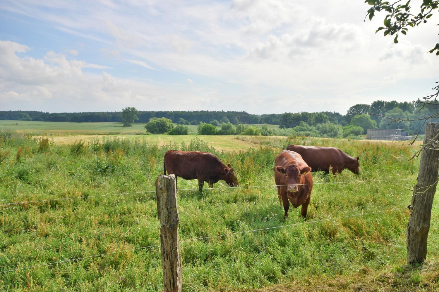 Ferienwohnung Feldblick Auf Dem Bauernhof Am Schweriner See Bad Kleinen Eksteriør billede
